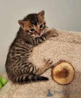 Photo №2 de l'annonce № 162799 de la vente bengal - acheter à Pays Bas annonce privée, éleveur