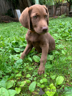 Photo №3. Un chiot labrador cherche sa maison. Georgia