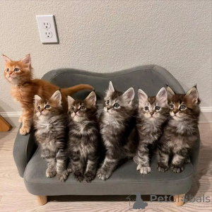 Photo №1. maine coon - à vendre en ville de Hambourg | négocié | Annonce № 163218