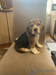 Photo №1. beagle - à vendre en ville de Gomel | 339€ | Annonce №51563