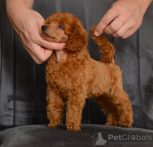 Photo №3. Chiots caniche miniature rouge. Serbie