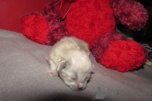 Photo №4. Je vais vendre ragdoll en ville de Charleston. éleveur - prix - 581€
