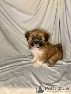 Photo №3. Filles de Lhassa Apso. Fédération de Russie