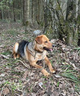 Photo №4. Je vais vendre chien bâtard en ville de Москва.  - prix - Gratuit