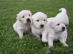 Photo №1. golden retriever - à vendre en ville de Kuantan | 531€ | Annonce №145650