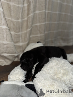 Photo №1. cane corso - à vendre en ville de Požarevac | 500€ | Annonce №163562