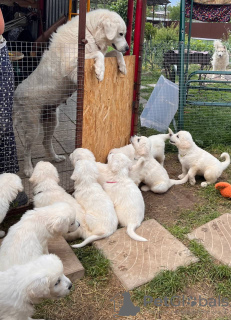 Photos supplémentaires: Chiots de race Chuvach slovaque