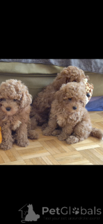 Photo №3. Chiots de caniche charmants. Suisse