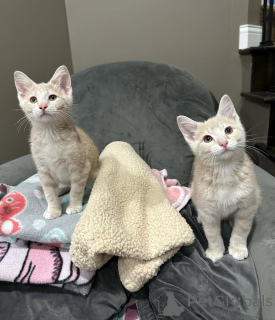 Photo №1. chat de gouttière - à vendre en ville de Munich | 650€ | Annonce № 150630