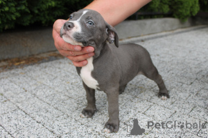 Photos supplémentaires: American Bully Pocket ABKC GrChampions