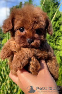 Photo №3. Chiots caniches jouets avec pedigree disponibles dès maintenant pour les maisons. Allemagne