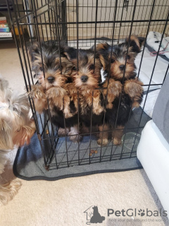 Photo №3. chiots yorkshire terrier. Allemagne