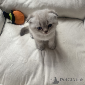 Photo №1. scottish fold - à vendre en ville de Wiesbaden | 300€ | Annonce № 168494