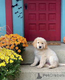 Photo №1. golden retriever - à vendre en ville de Idstein | 350€ | Annonce №142829