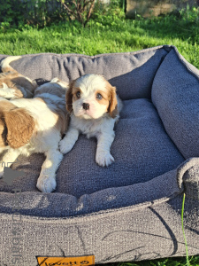 Photo №3. Chiots Cavalier King Charles Spaniel de race pure parfaite.. Suède