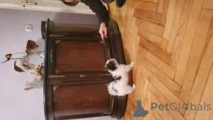 Photo №2 de l'annonce № 159711 de la vente biewer yorkshire terrier - acheter à Georgia annonce privée