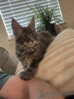 Photo №3. Beau chaton Maine Coon Tabby bleu au pelage doux et à la personnalité douce. République Tchèque