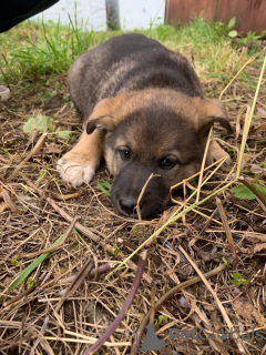 Photo №2 de l'annonce № 7272 de la vente chien bâtard - acheter à Fédération de Russie annonce privée