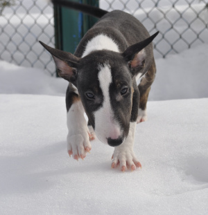 Photo №2 de l'annonce № 1339 de la vente bull terrier - acheter à Biélorussie éleveur