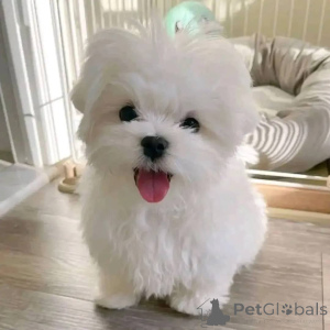 Photo №1. bichon maltais - à vendre en ville de Krems an der Donau | négocié | Annonce №171696