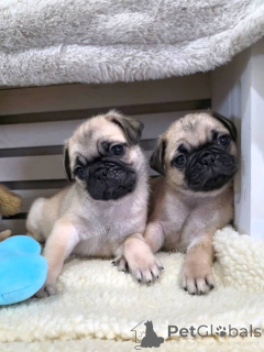 Photo №1. carlin - à vendre en ville de Grains | négocié | Annonce №164993