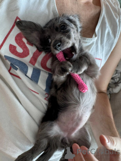 Photo №4. Je vais vendre teckel en ville de Berlin. éleveur - prix - négocié