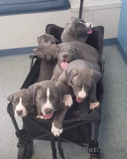 Photo №3. Chiots de Terrier Pitbull masculin et féminin pour adoption. La finlande