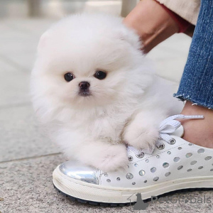 Photo №1. spitz nain - à vendre en ville de Londres | Gratuit | Annonce №141358