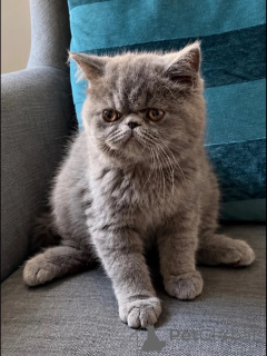 Photo №1. exotic shorthair - à vendre en ville de Bayerbach | 350€ | Annonce № 178455