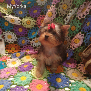 Photo №2 de l'annonce № 3888 de la vente yorkshire terrier - acheter à Fédération de Russie éleveur