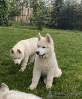 Photos supplémentaires: chiot husky sibérien à vendre