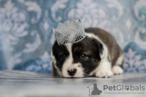 Photo №2 de l'annonce № 7959 de la vente welsh corgi - acheter à Ukraine de la fourrière