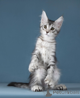Photo №2 de l'annonce № 138373 de la vente maine coon - acheter à Fédération de Russie annonce privée