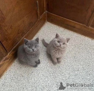 Photo №1. british shorthair - à vendre en ville de Taguig | Gratuit | Annonce № 118641