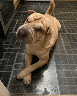 Photo №1. shar pei - à vendre en ville de Milan | 350€ | Annonce №110902