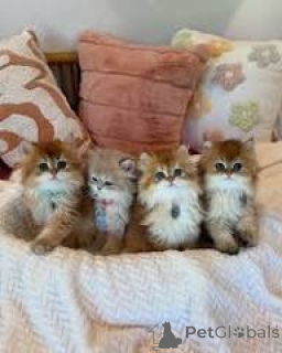 Photo №1. british longhair - à vendre en ville de Paris | 580€ | Annonce № 165521