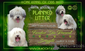 Photo №3. ODIS - chiots avec pedigre FCI. Pologne