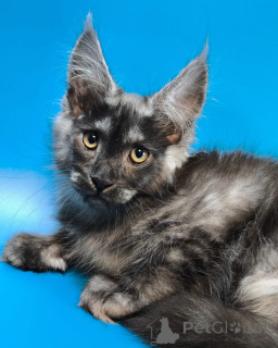 Photo №1. maine coon - à vendre en ville de Esbjorg | négocié | Annonce № 156249