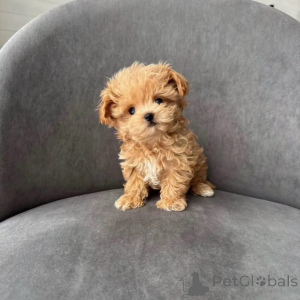 Photo №1. maltipu - à vendre en ville de Andel | négocié | Annonce №167216