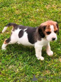 Photo №1. beagle - à vendre en ville de Kragujevac | négocié | Annonce №141058