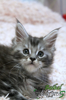 Photo №3. Maine Coon boy marbre noir sur argent. Fédération de Russie