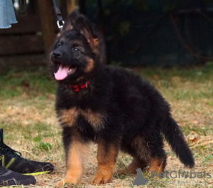 Photos supplémentaires: Magnifiques chiots berger allemand dsh.