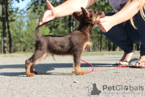 Photo №4. Je vais vendre petit chien russe en ville de Nikolaev. de la fourrière, éleveur - prix - 682€
