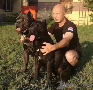 Photo №1. cane corso - à vendre en ville de Салоники | 400€ | Annonce №24819