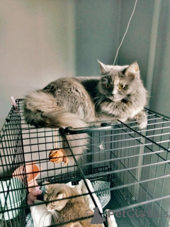 Photo №3. Grace, dont le nom signifie Grace, cherche sa maison.. Fédération de Russie