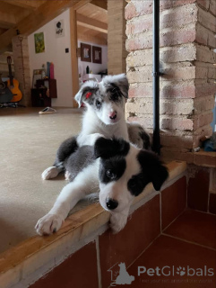 Photo №3. Prachtige Border Collie-puppy's zoeken een blijvend aujourd'hui. Belgique
