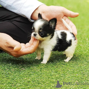 Photo №1.  - à vendre en ville de Luxembourg | 727€ | Annonce №162889