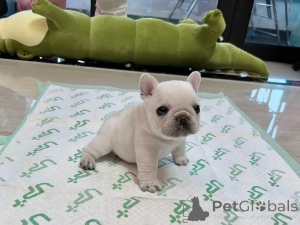 Photo №1. bouledogue - à vendre en ville de Amstetten | 400€ | Annonce №174907
