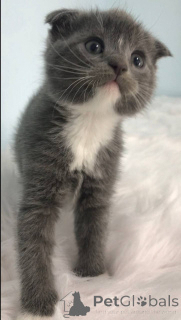 Photo №1. scottish straight - à vendre en ville de Филадельфия | négocié | Annonce № 140366