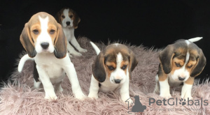 Photo №4. Je vais vendre beagle en ville de Jirnsum.  - prix - négocié